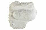 Eocene Fossil Crocodile Egg - Bouxwiller, France #366872-1